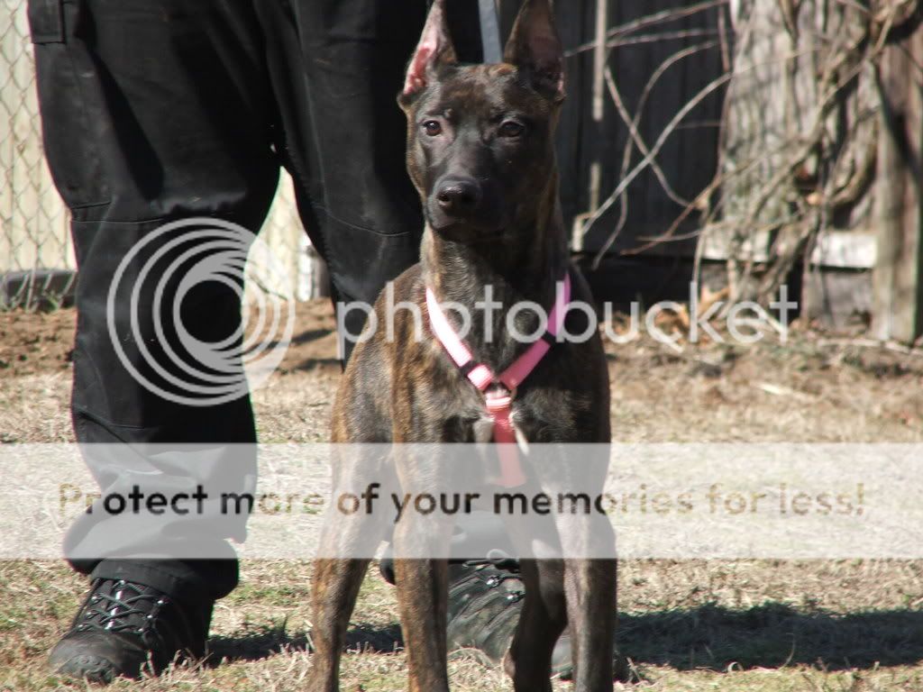 Donovan+Pinscher My new Donovan Pinscher, Twitch! - Doberman Forum : Doberman Breed Dog ...