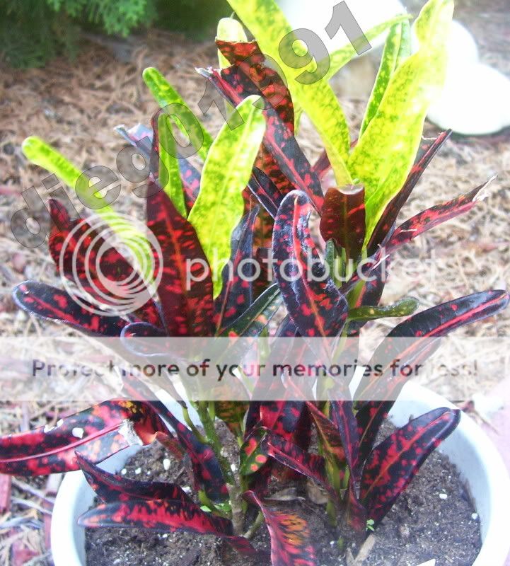 Croton Bush On Fire Photo by dieg01991 Photobucket