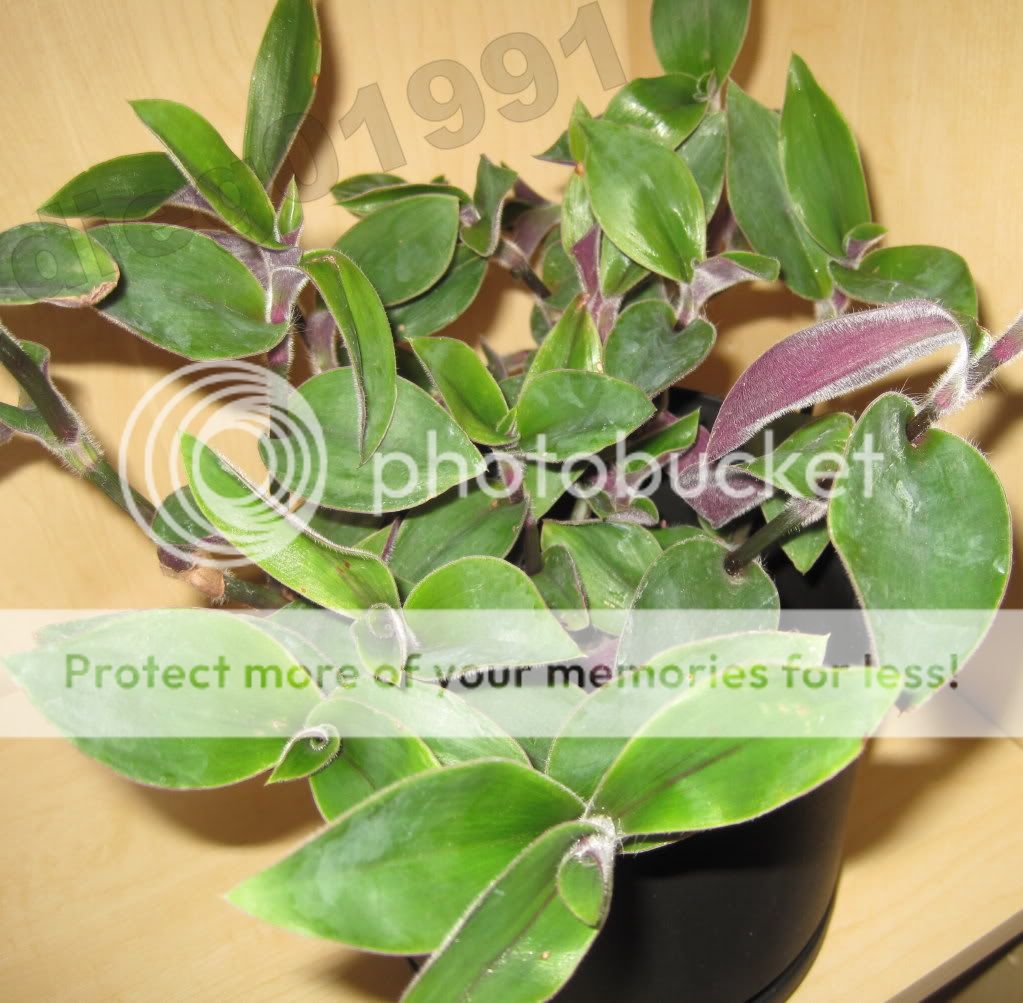 Tradescantia &lsquo;Red Hill&rsquo; Photo by dieg01991 | Photobucket