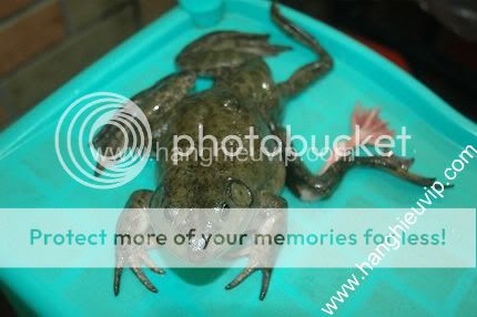 Con cá có chân và sừng đây - Hàng cực hiếm nha - 12