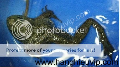 Con cá có chân và sừng đây - Hàng cực hiếm nha - 11