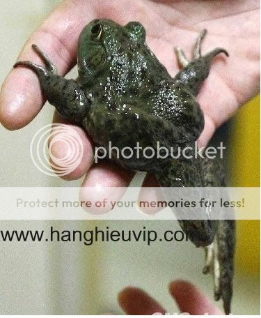 Con cá có chân và sừng đây - Hàng cực hiếm nha - 10