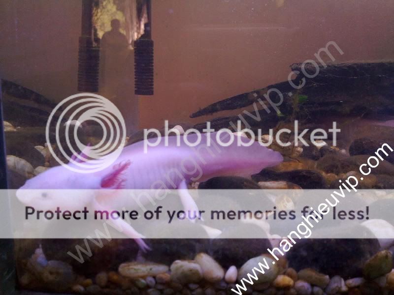 Con cá có chân và sừng đây - Hàng cực hiếm nha - 4