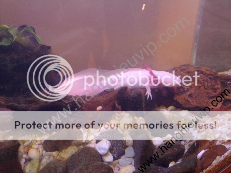 Con cá có chân và sừng đây - Hàng cực hiếm nha - 3