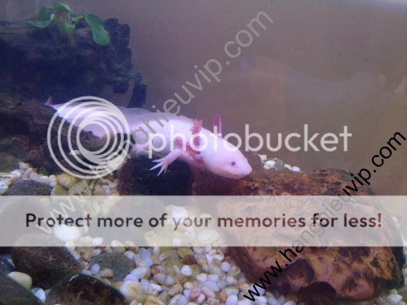 Con cá có chân và sừng đây - Hàng cực hiếm nha - 2