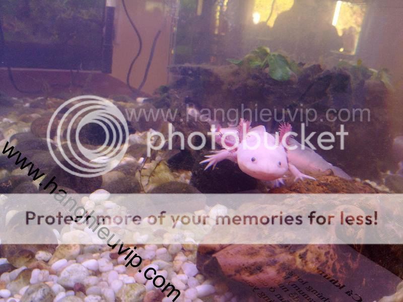 Con cá có chân và sừng đây - Hàng cực hiếm nha - 1