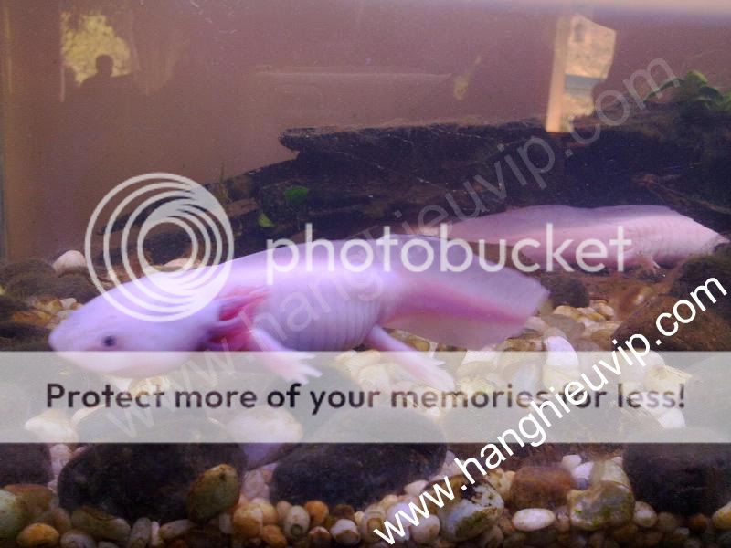 Con cá có chân và sừng đây - Hàng cực hiếm nha