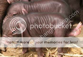 Con cá có chân và sừng đây - Hàng cực hiếm nha - 13