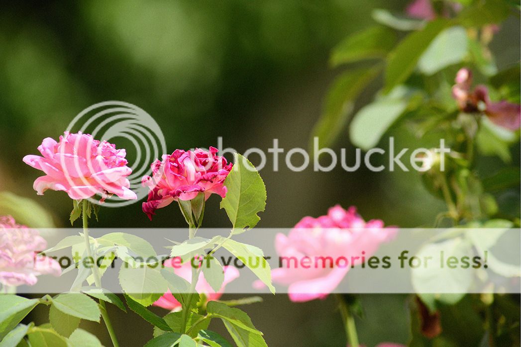 Flowers2_zpsba4d1747.jpg