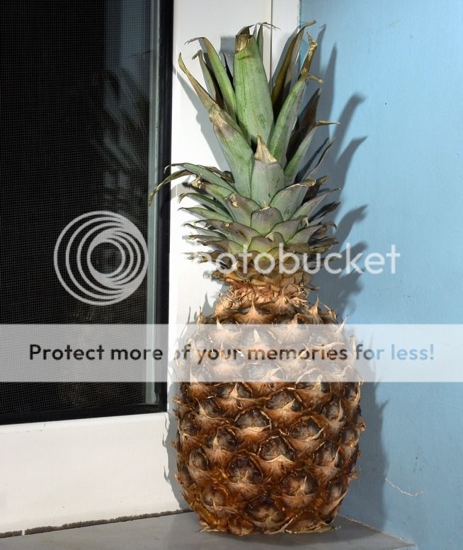 Ananas_zps2712aa5b.jpg