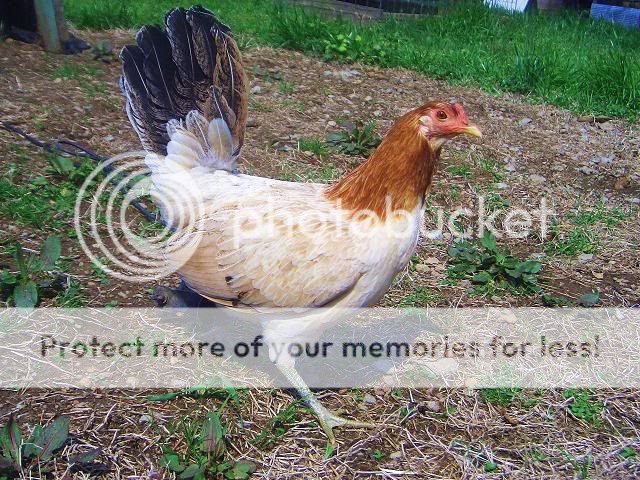 Pure+Hatch+Hen Imported Gilmore Hammer Time Hatch Hen Photo by redcomb_astig_sgf ...