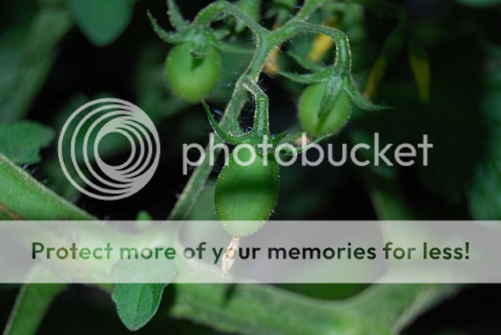  photo DSC_0002_zpsb2926a83.jpg