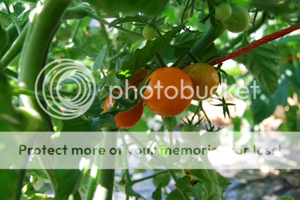 garden 6.22.13 photo DSC_0108_zps6292a566.jpg