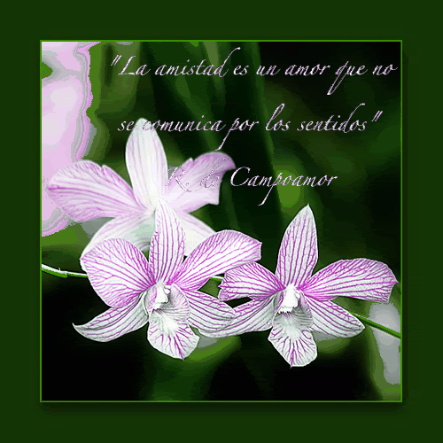 orch1b-1.gif picture by quepoa